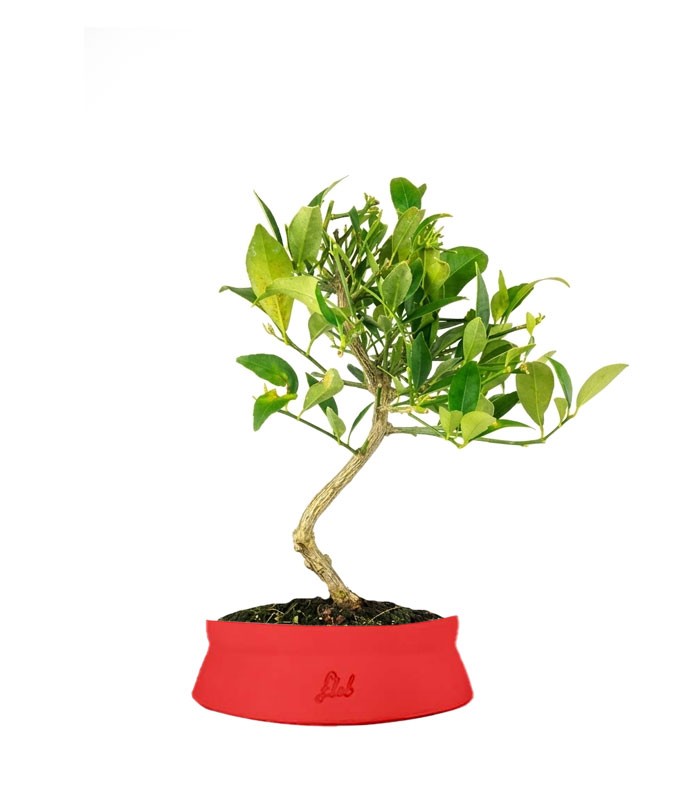 Bonsai di Limequat 7 Anni