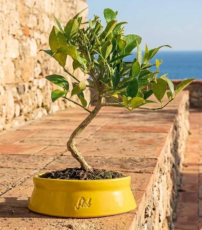 Bonsai di Limequat 7 Anni