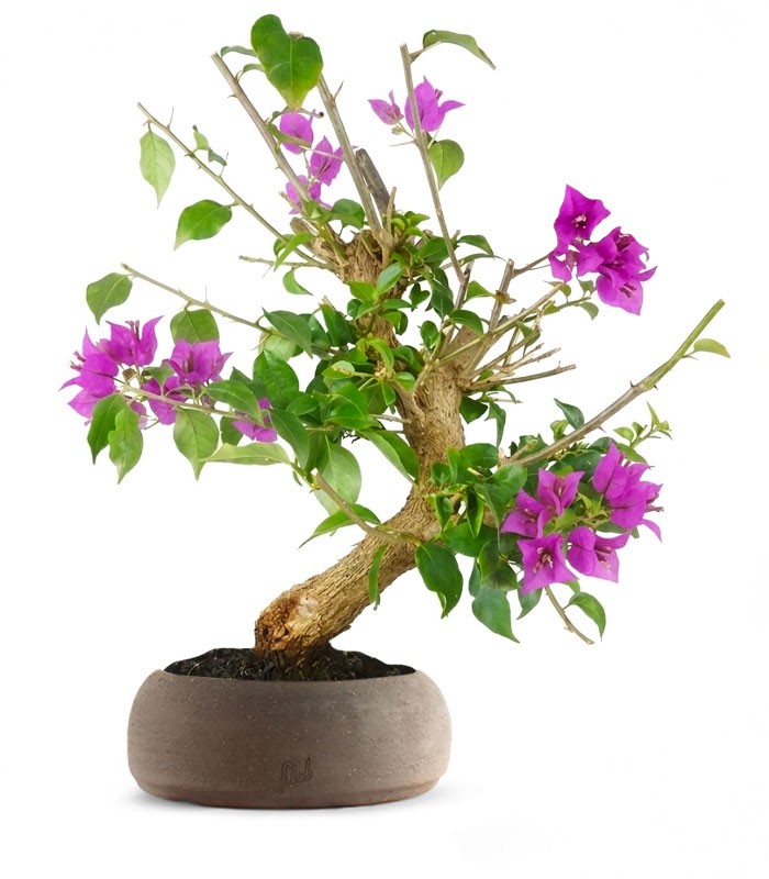 Bonsai Bougainvillea Glabra 20 Anni