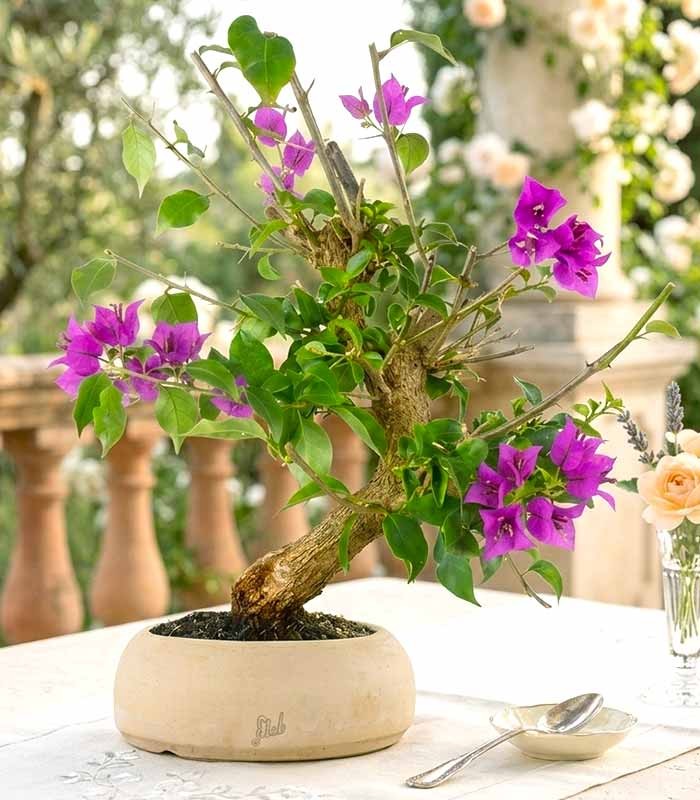Bonsai Bougainvillea Glabra 20 Anni