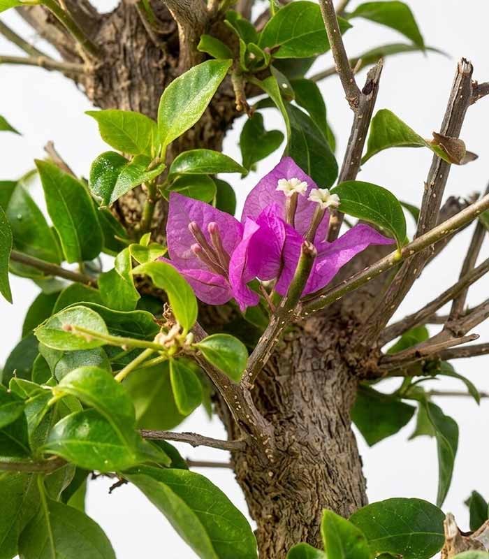 Bonsai Bougainvillea Glabra 20 Anni