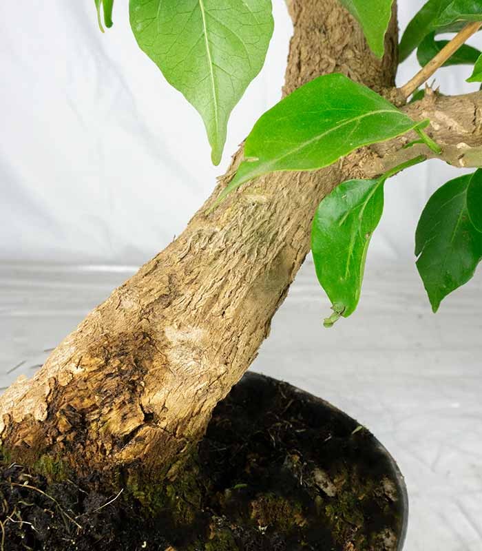 Bonsai Bougainvillea Glabra 20 Anni