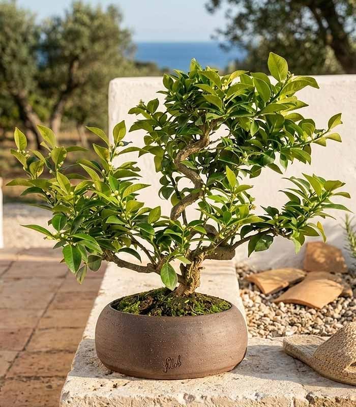 Citrus Myrtifolia Bonsai 15 anni