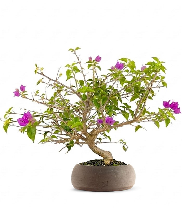 Bonsai Bougainvillea Glabra a S di 10 Anni