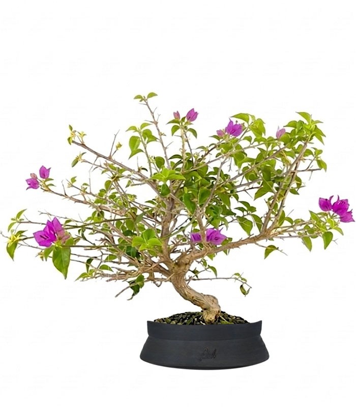 Bonsai Bougainvillea Glabra a S di 10 Anni
