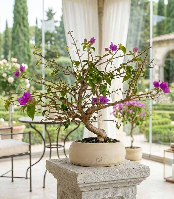 Bonsai Bougainvillea Glabra a S di 10 Anni