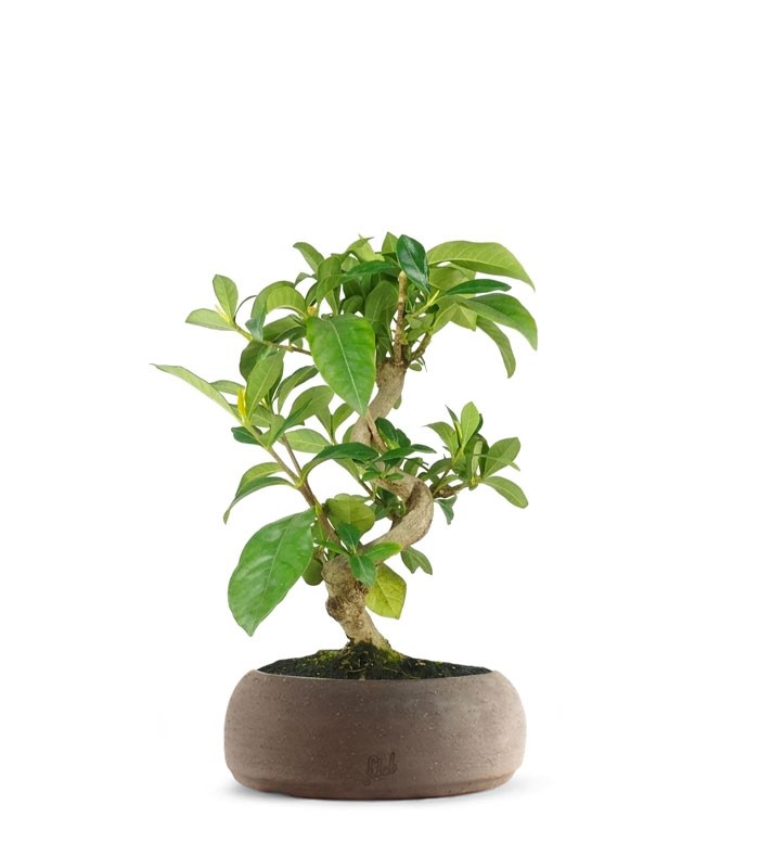Bonsai di Gardenia 8 anni