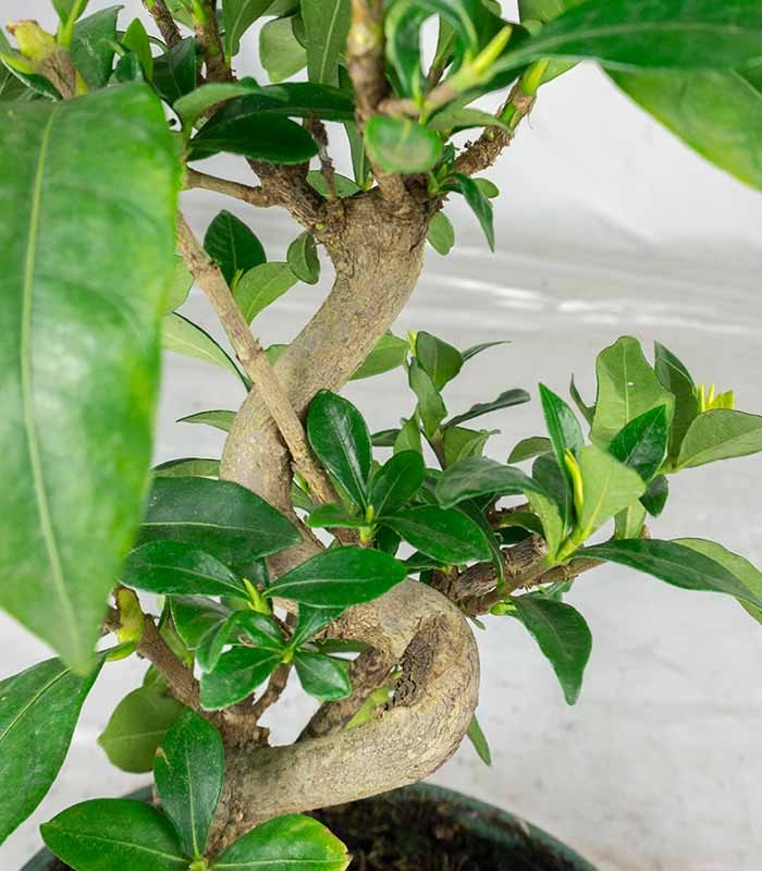 Bonsai di Gardenia 8 anni