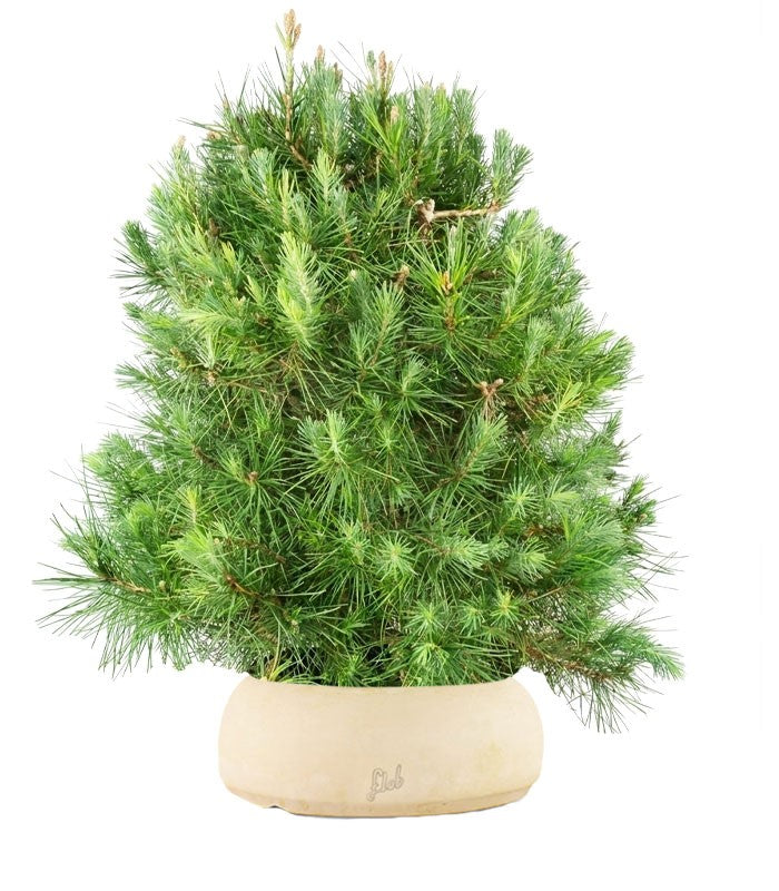 Pino d&