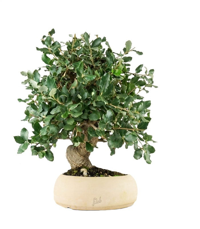 Quercia sughera bonsai di 12 anni | Esemplare unico