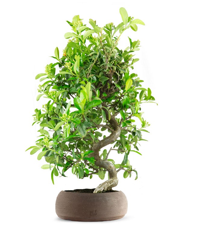 Bonsai Pyracantha coccinea - Esemplare di 14 anni