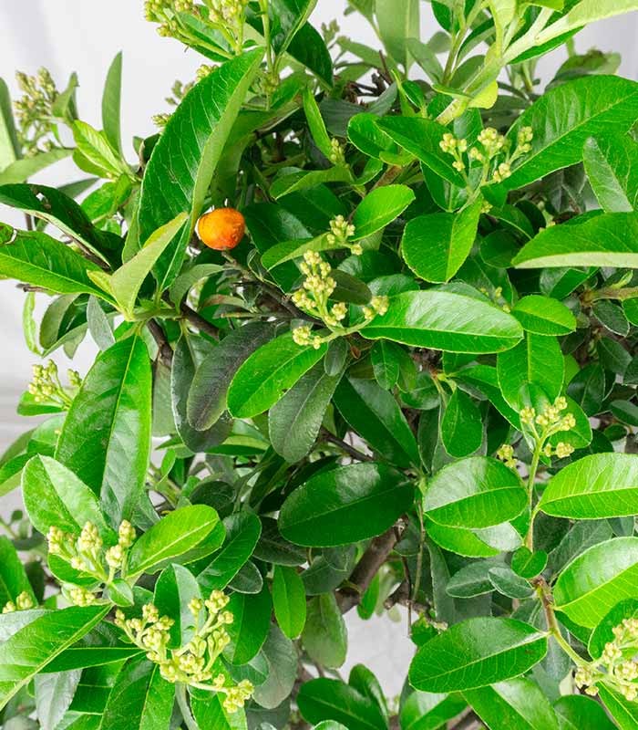 Bonsai Pyracantha coccinea - Esemplare di 14 anni