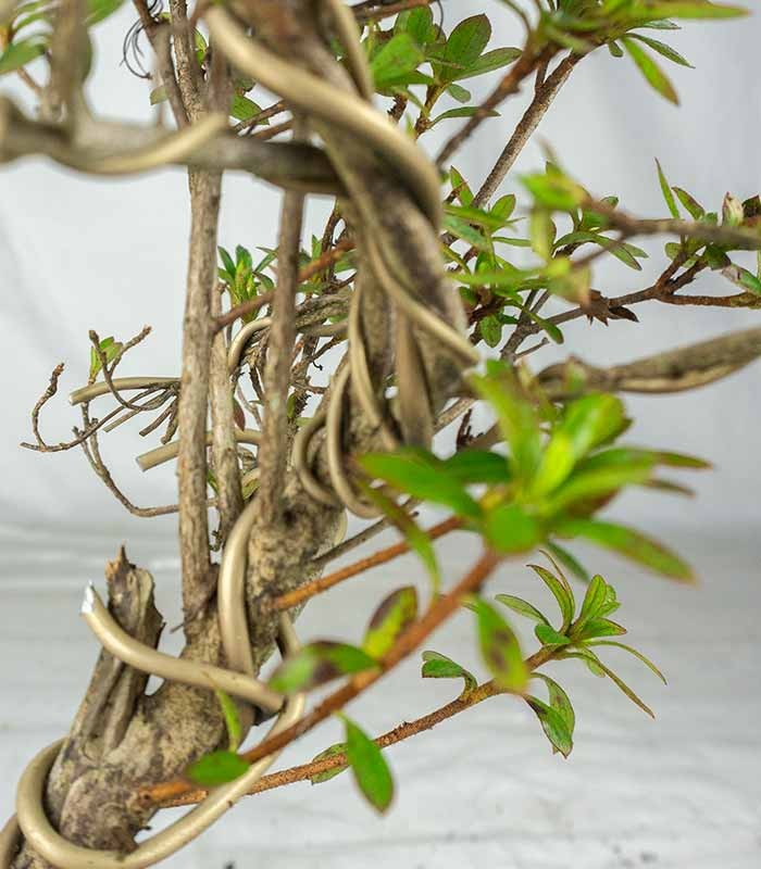 Bonsai Azalea da Fiore (Rhododendron)