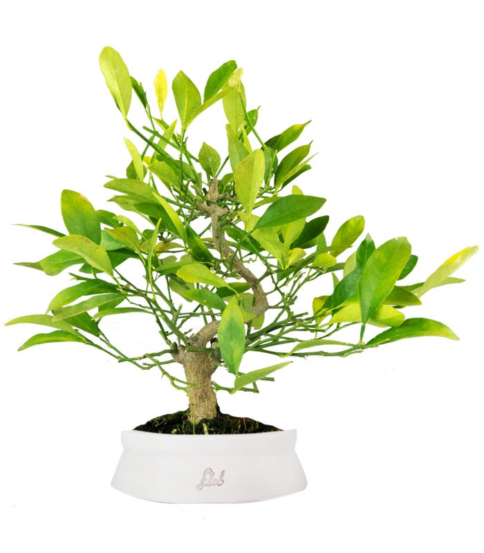Bonsai di Citrus Kinzu | 7 anni