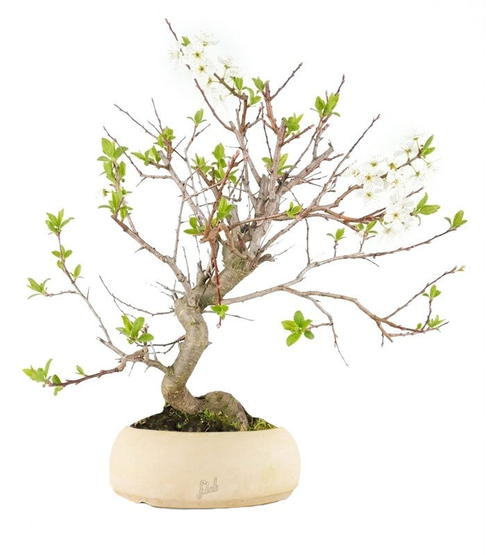 Bonsai di Prugnolo (Prunus domestica) | Esemplare di 15 Anni