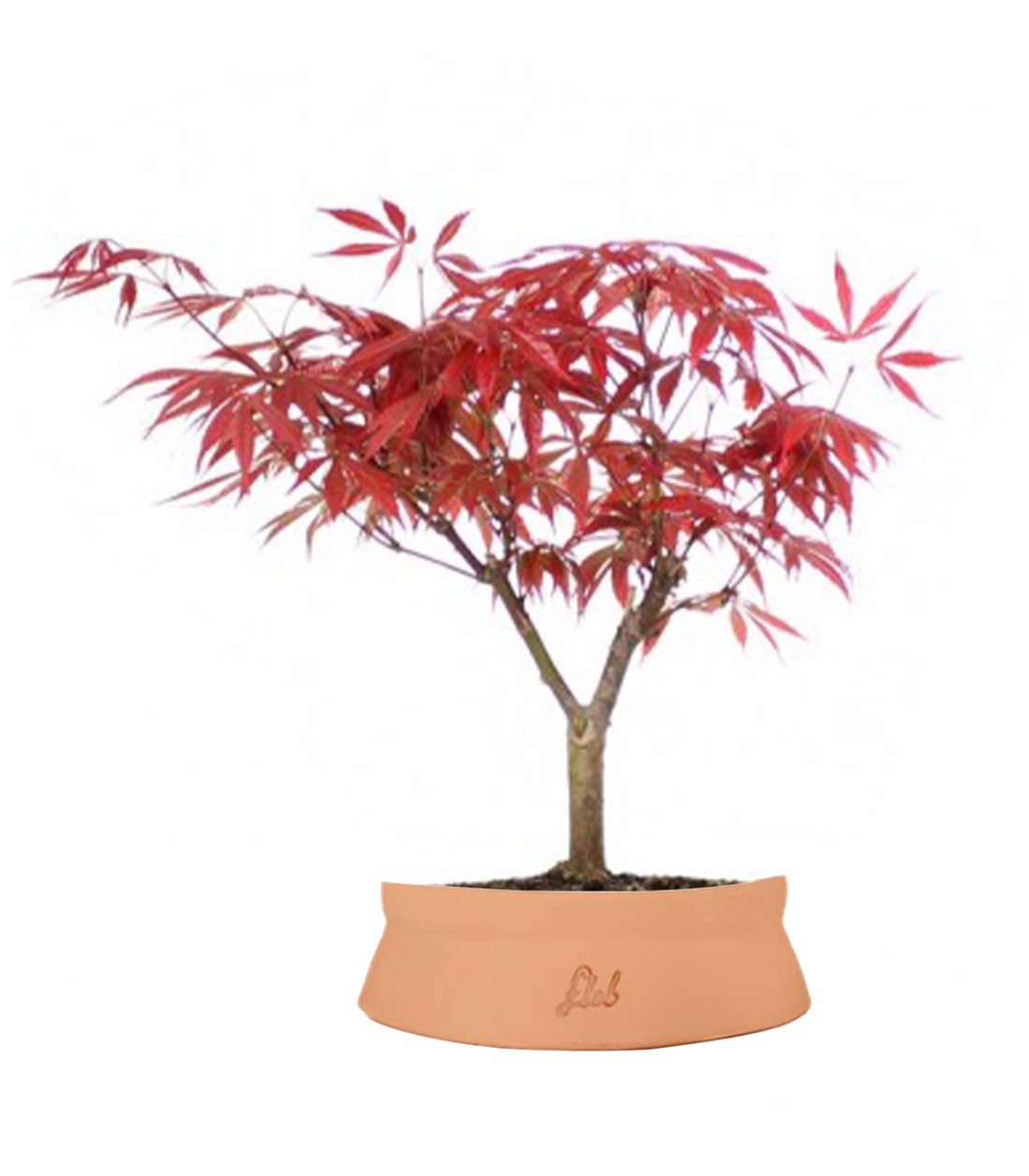 Acero Rosso