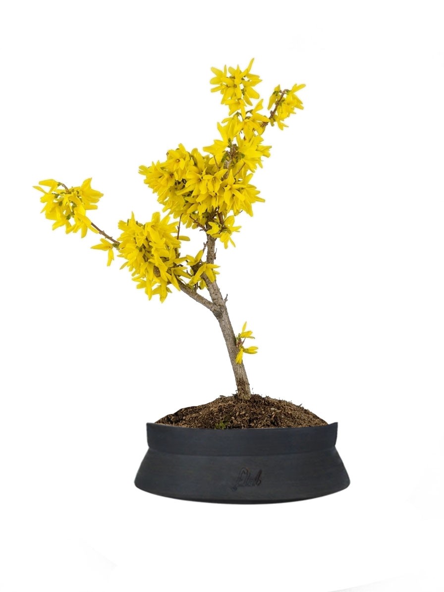 Bonsai di Forsizia Intermedia H45 cm