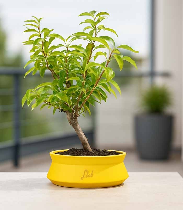 Bonsai di Forsizia Intermedia H45 cm