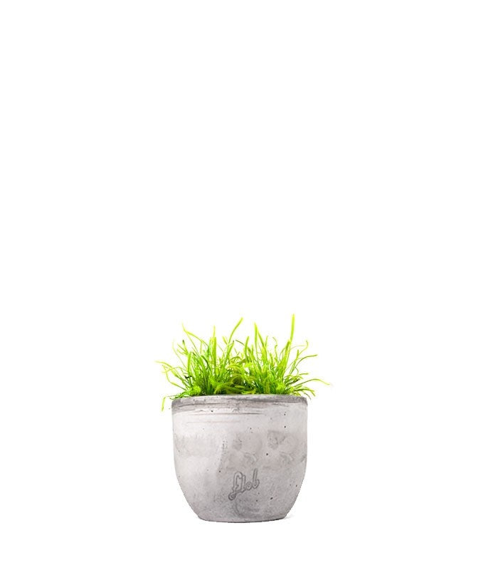 Drosera Capensis Alba