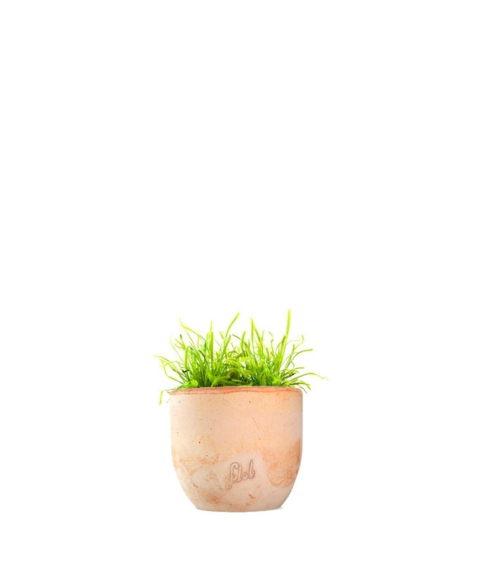 Drosera Capensis Alba