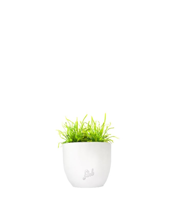 Drosera Capensis Alba