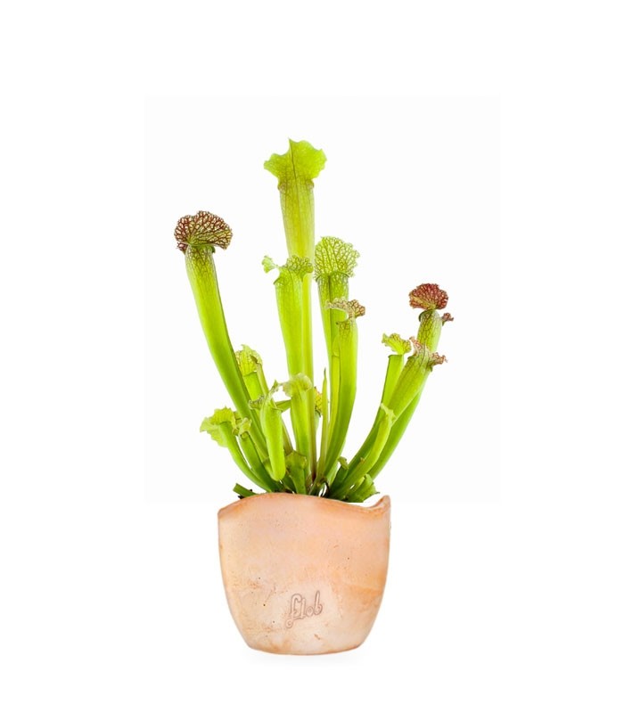 Sarracenia Velvet