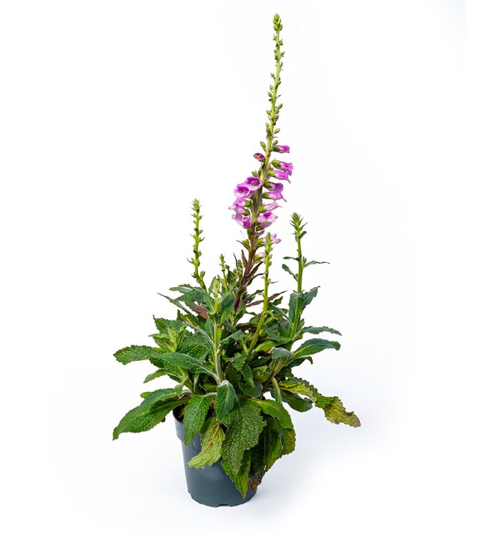 Digitale Purpurea (Digitalis)