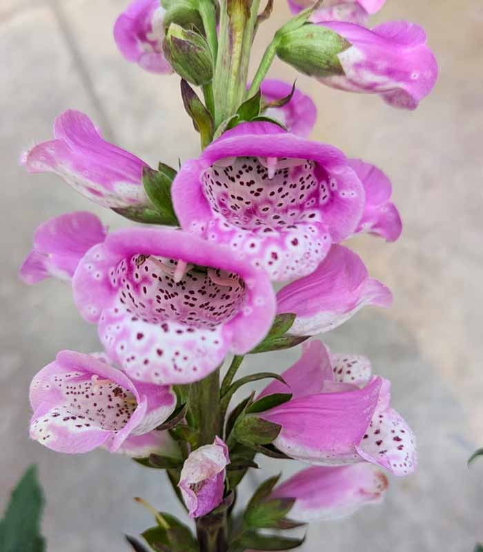 Digitale Purpurea (Digitalis)