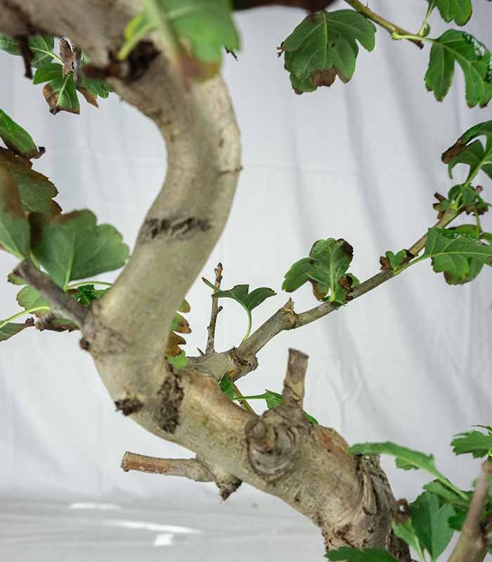 Crataegus cuneata | Biancospino 14 anni