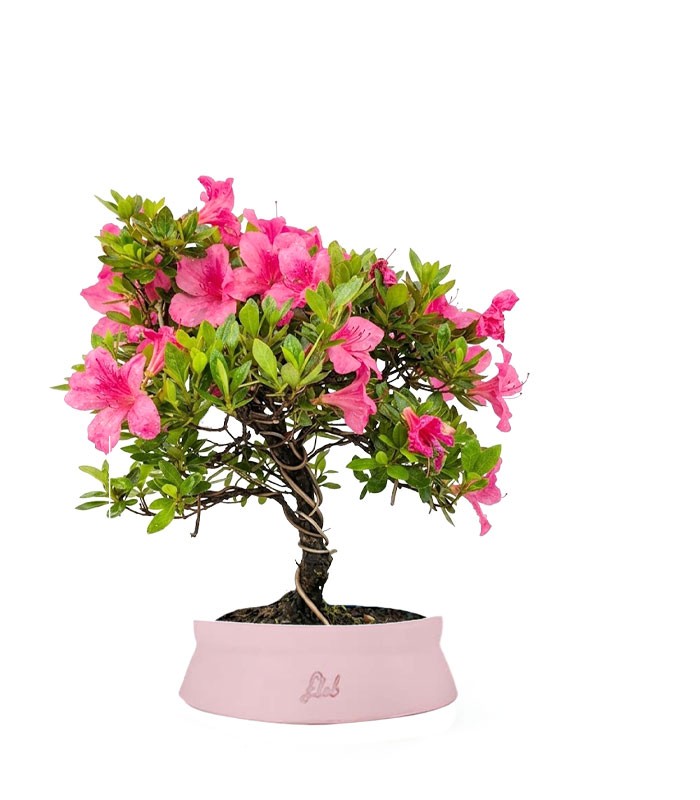 Bonsai di Azalea (Rhododendron indicum) 9 Anni