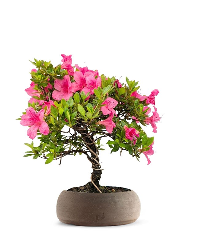 Bonsai di Azalea (Rhododendron indicum) 9 Anni