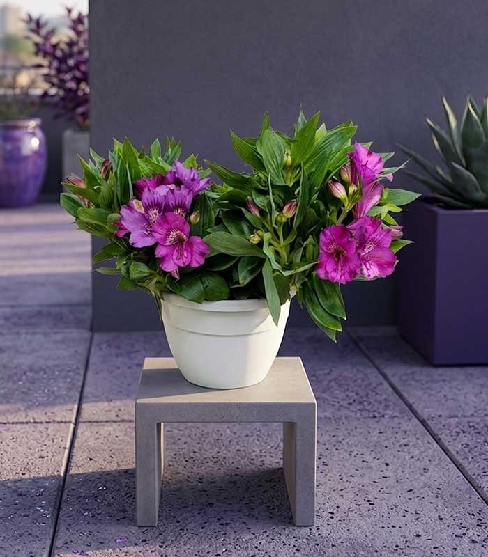 Pianta di Alstroemeria - Giglio del Perù