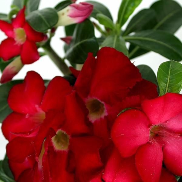 Rosa del deserto rossa
