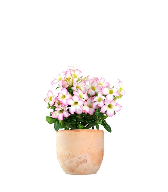 Rosa del deserto rosa | Adenium
