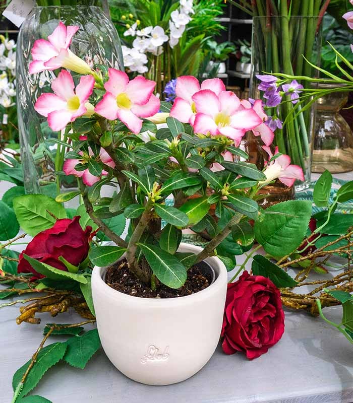 Rosa del deserto rosa | Adenium