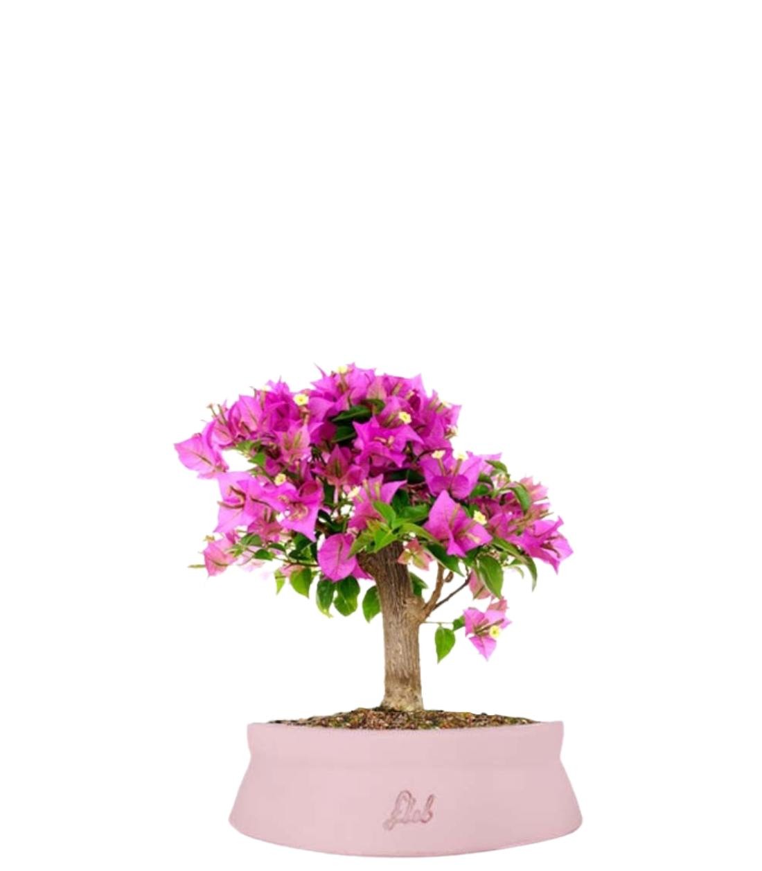 Bougainvillea
