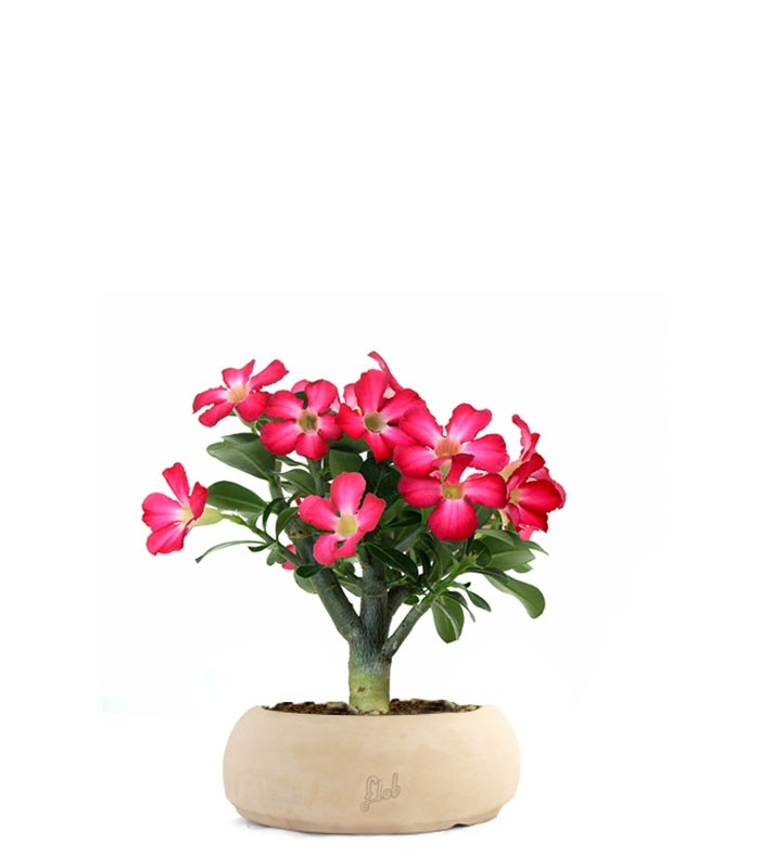 Rosa del deserto | Adenium Obesum
