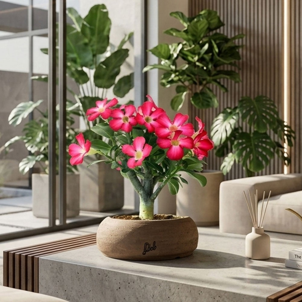 Rosa del deserto | Adenium Obesum