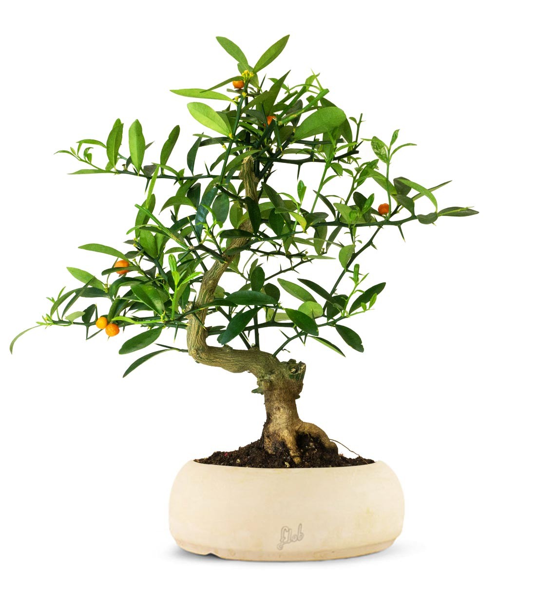Citrus Kinzu 12 anni