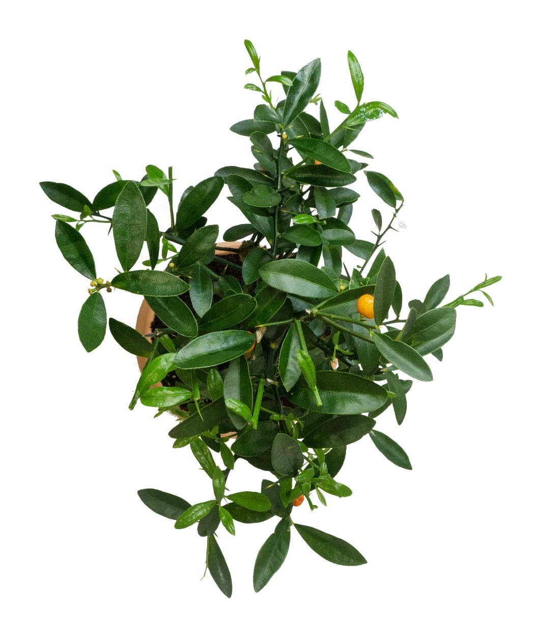 Citrus Kinzu 12 anni
