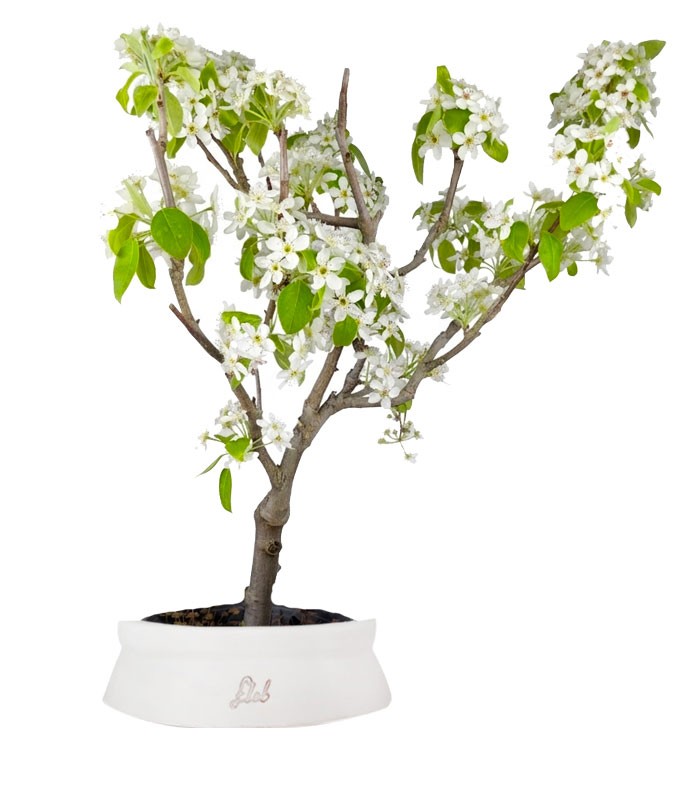 Pero bonsai