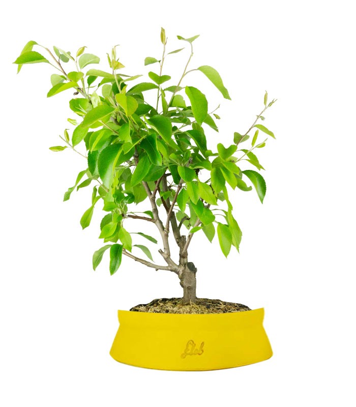 Pero bonsai