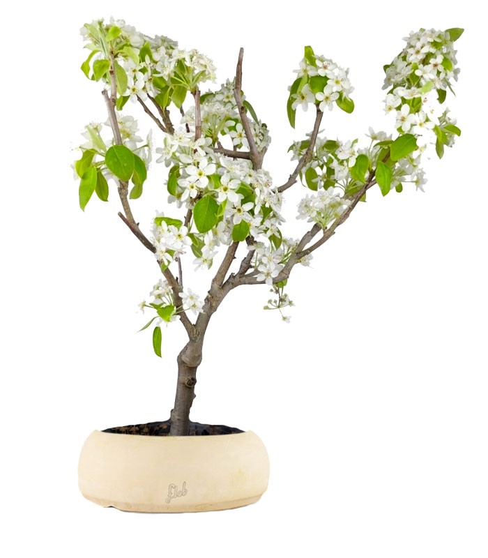 Pero bonsai