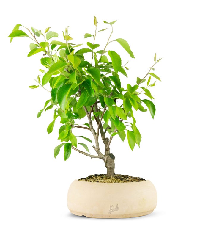 Pero bonsai