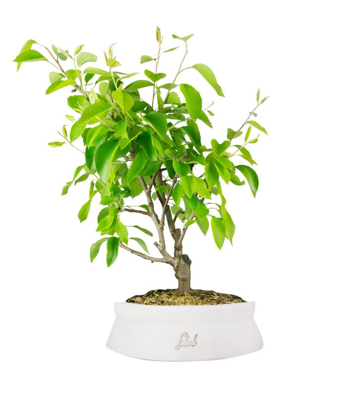 Pero bonsai