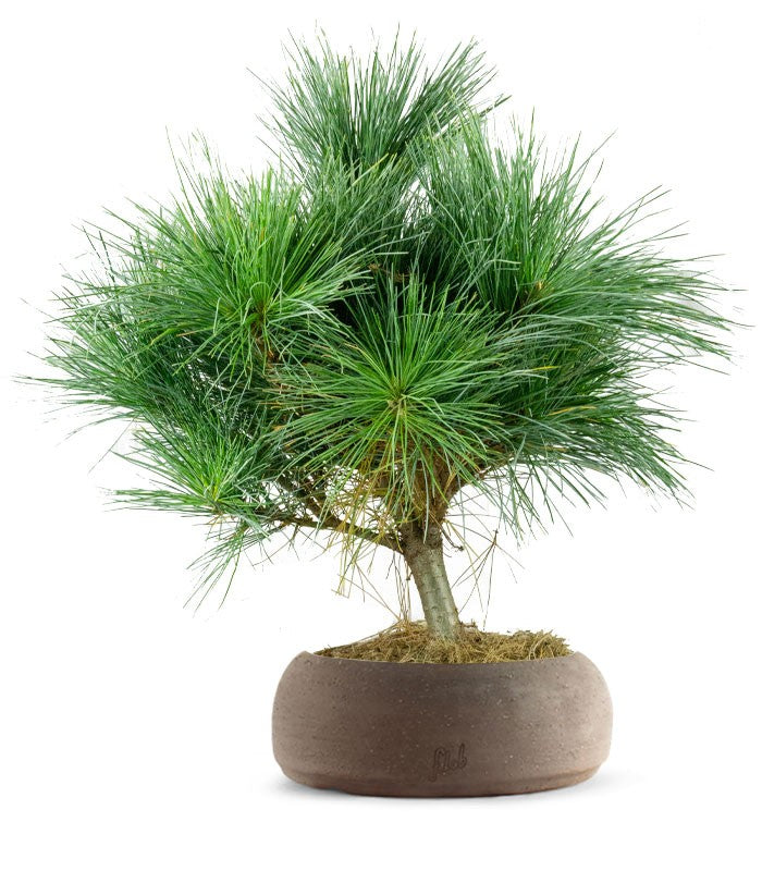 Pino Strobus Radiata bonsai – Pinus strobus ornamentale H40 cm