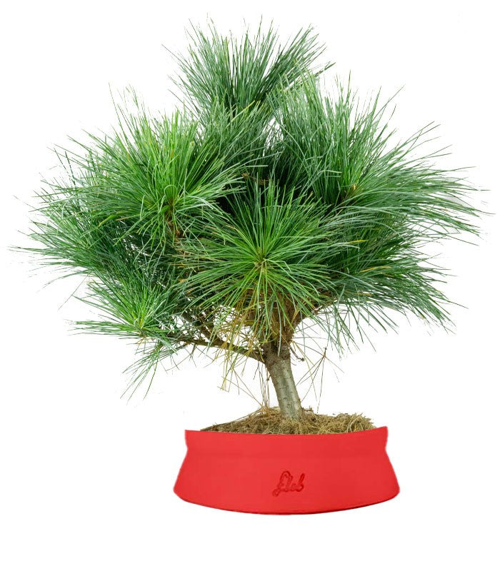 Pino Strobus Radiata bonsai – Pinus strobus ornamentale H40 cm