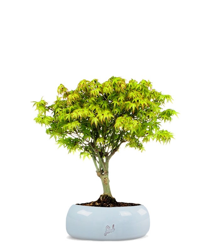 Acero Kiyohime