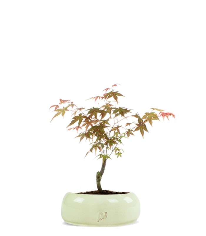Acero Maiko S