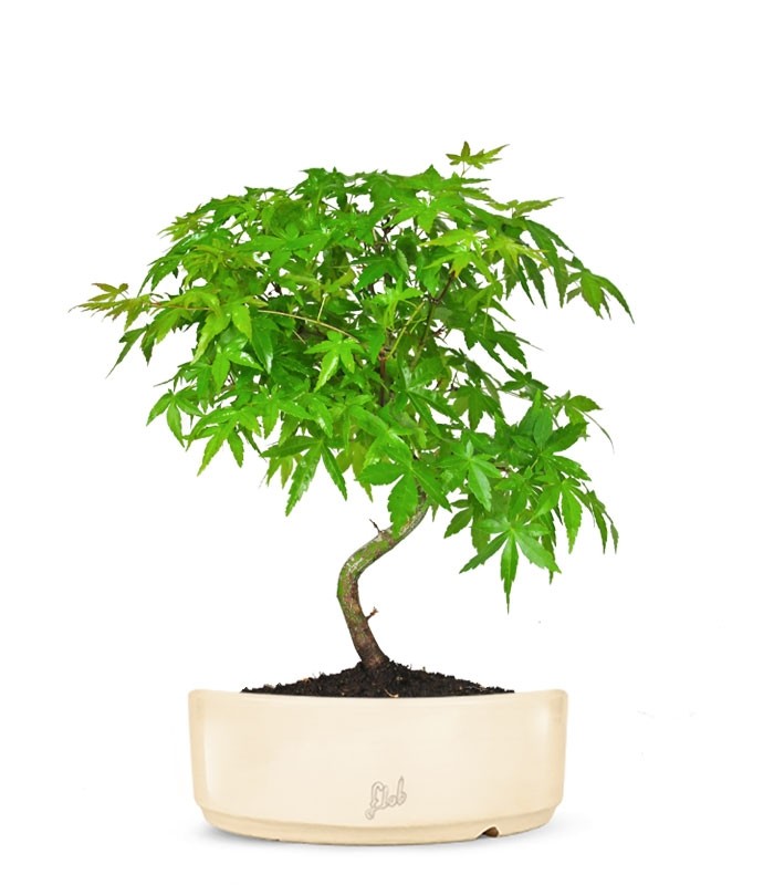Acero Palmato Verde